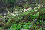 <i>Primula obliqua </i>