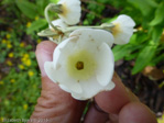 <i>Primula obliqua </i>