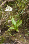 <i>Primula obliqua </i>