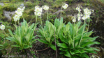 <i>Primula obliqua </i>