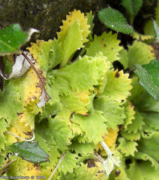 <i>Primula occlusa </i>