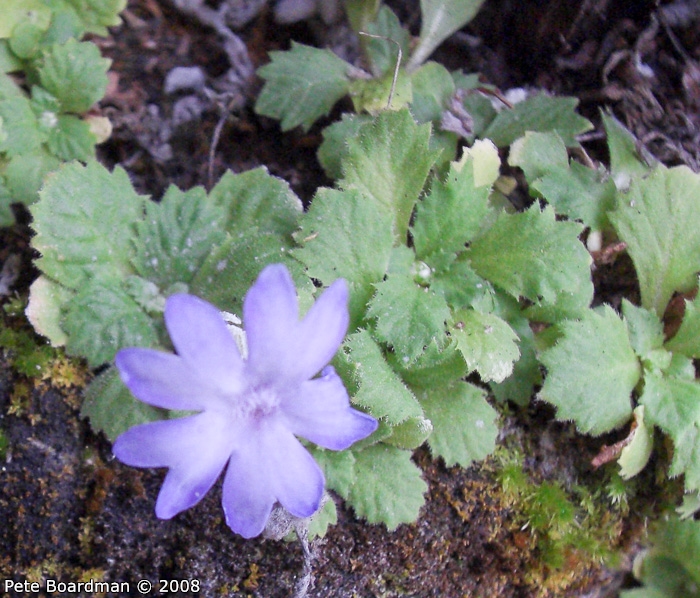 <i>Primula occlusa </i>