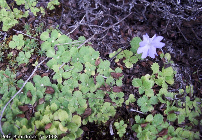 <i>Primula occlusa </i>