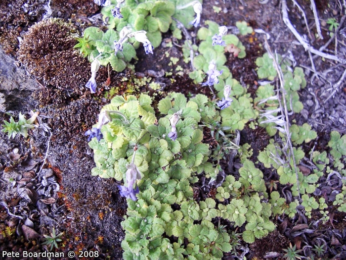 <i>Primula occlusa </i>