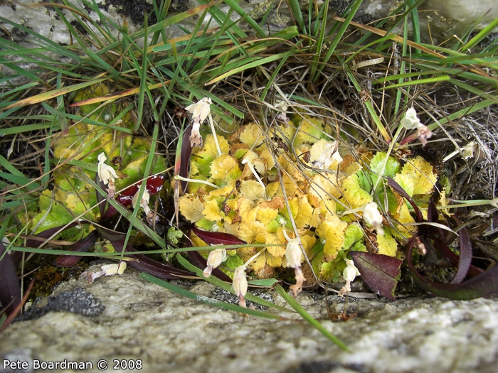 <i>Primula occlusa </i>