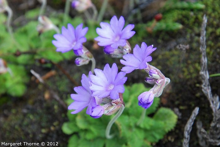 <i>Primula occlusa </i>