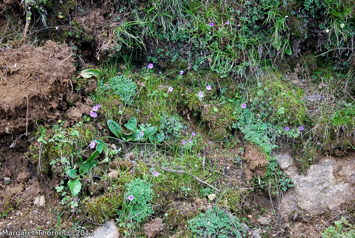 <i>Primula occlusa </i>