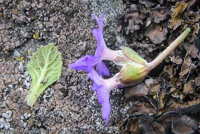 <i>Primula occlusa </i>