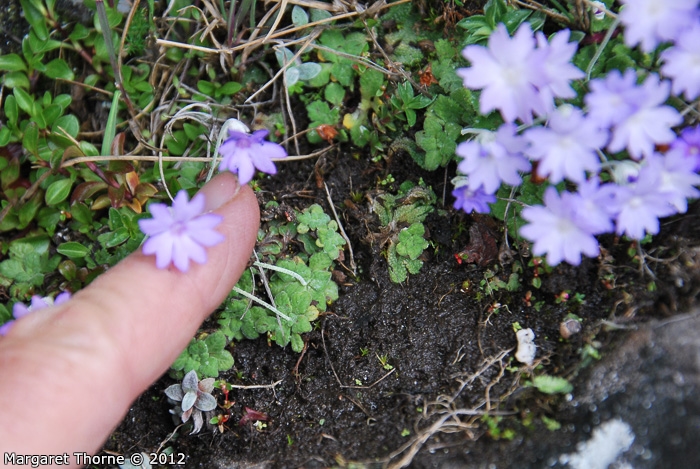 <i>Primula occlusa </i>