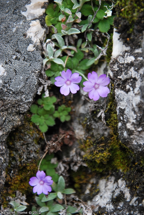 <i>Primula occlusa </i>
