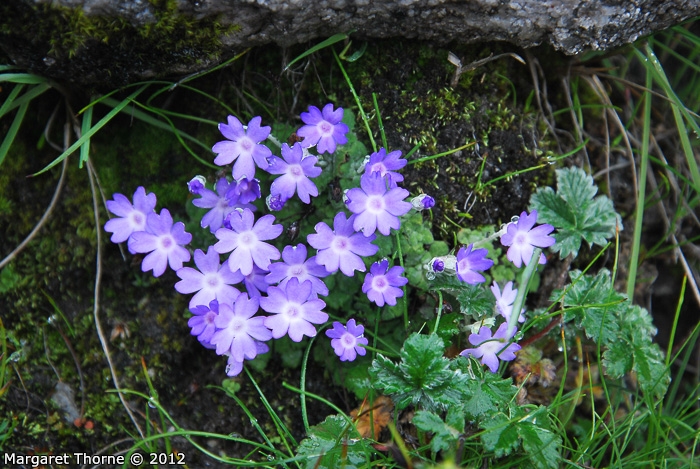 <i>Primula occlusa </i>