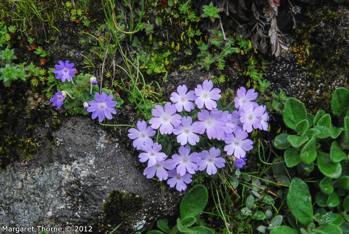<i>Primula occlusa </i>