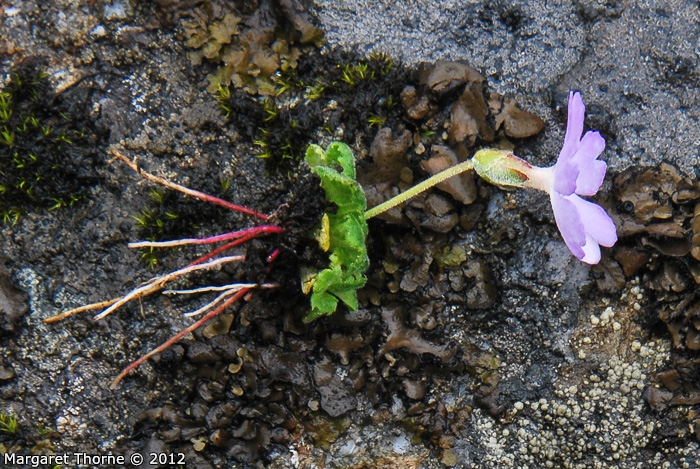 <i>Primula occlusa </i>