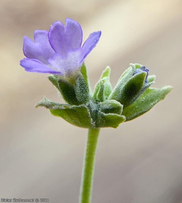 <i>Primula occlusa </i>