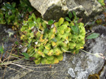 <i>Primula occlusa </i>