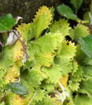 <i>Primula occlusa </i>