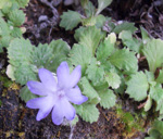 <i>Primula occlusa </i>