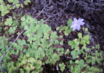 <i>Primula occlusa </i>