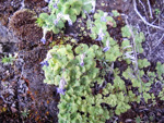 <i>Primula occlusa </i>