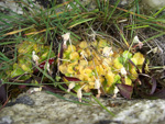 <i>Primula occlusa </i>