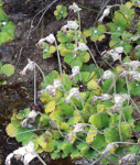<i>Primula occlusa </i>