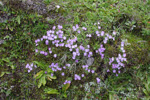 <i>Primula occlusa </i>