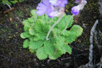 <i>Primula occlusa </i>