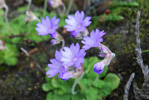 <i>Primula occlusa </i>
