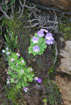 <i>Primula occlusa </i>