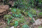 <i>Primula occlusa </i>