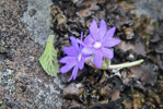 <i>Primula occlusa </i>