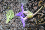 <i>Primula occlusa </i>