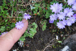 <i>Primula occlusa </i>