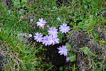 <i>Primula occlusa </i>