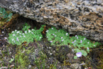 <i>Primula occlusa </i>