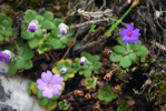 <i>Primula occlusa </i>