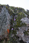 <i>Primula occlusa </i>