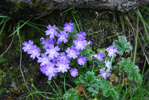 <i>Primula occlusa </i>