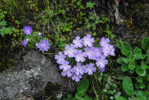 <i>Primula occlusa </i>