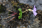 <i>Primula occlusa </i>
