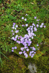 <i>Primula occlusa </i>