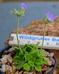 <i>Primula occlusa </i>
