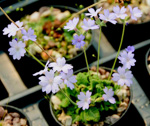 <i>Primula occlusa </i>