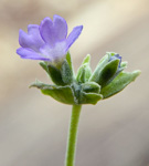 <i>Primula occlusa </i>