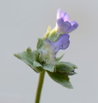 <i>Primula occlusa </i>