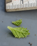 <i>Primula occlusa </i>