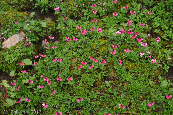 <i>Primula odontica </i>