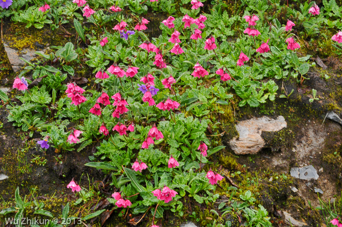 <i>Primula odontica </i>