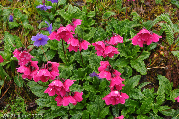 <i>Primula odontica </i>