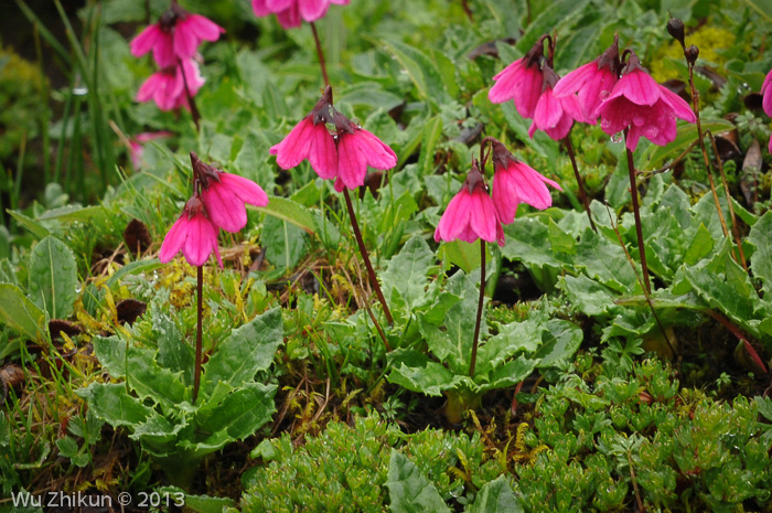 <i>Primula odontica </i>